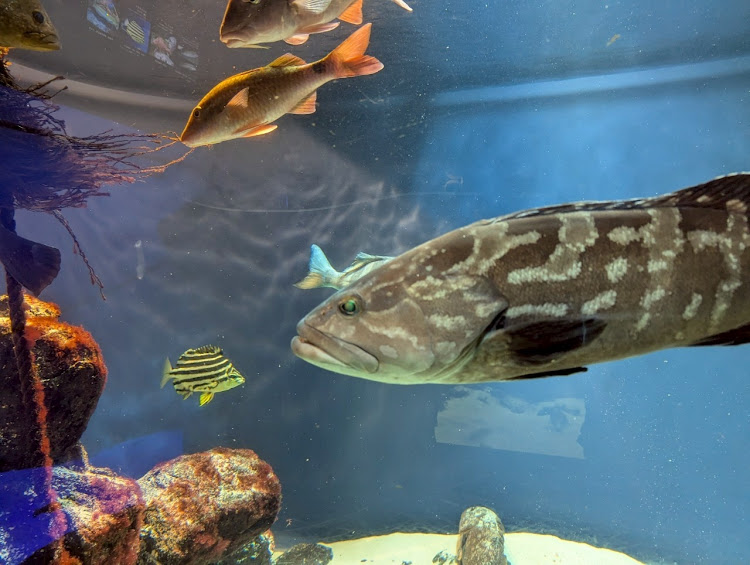 ピクシススペースカスタムの四日市市文化会館・Aqua Timez・トンテキ定食・静岡おでん・警笛区間標識に関するカスタム事例の投稿画像11枚目