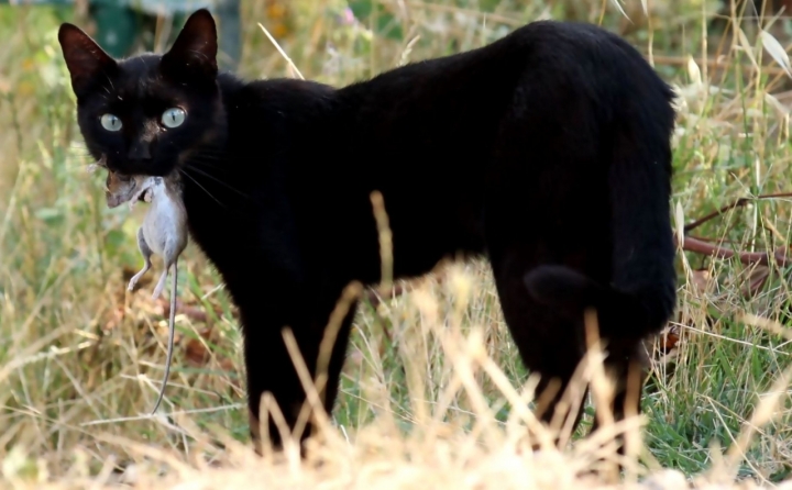 Tom e Jerry di SonoCriCri