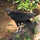 Zopilote negro