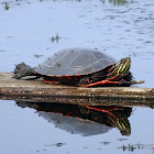 Western Painted Turtle