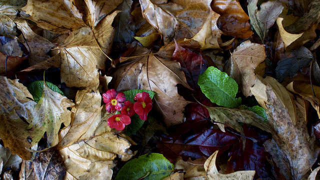 Autunno dublinese di gianfranco_liccardo