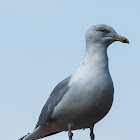 Herring Gull