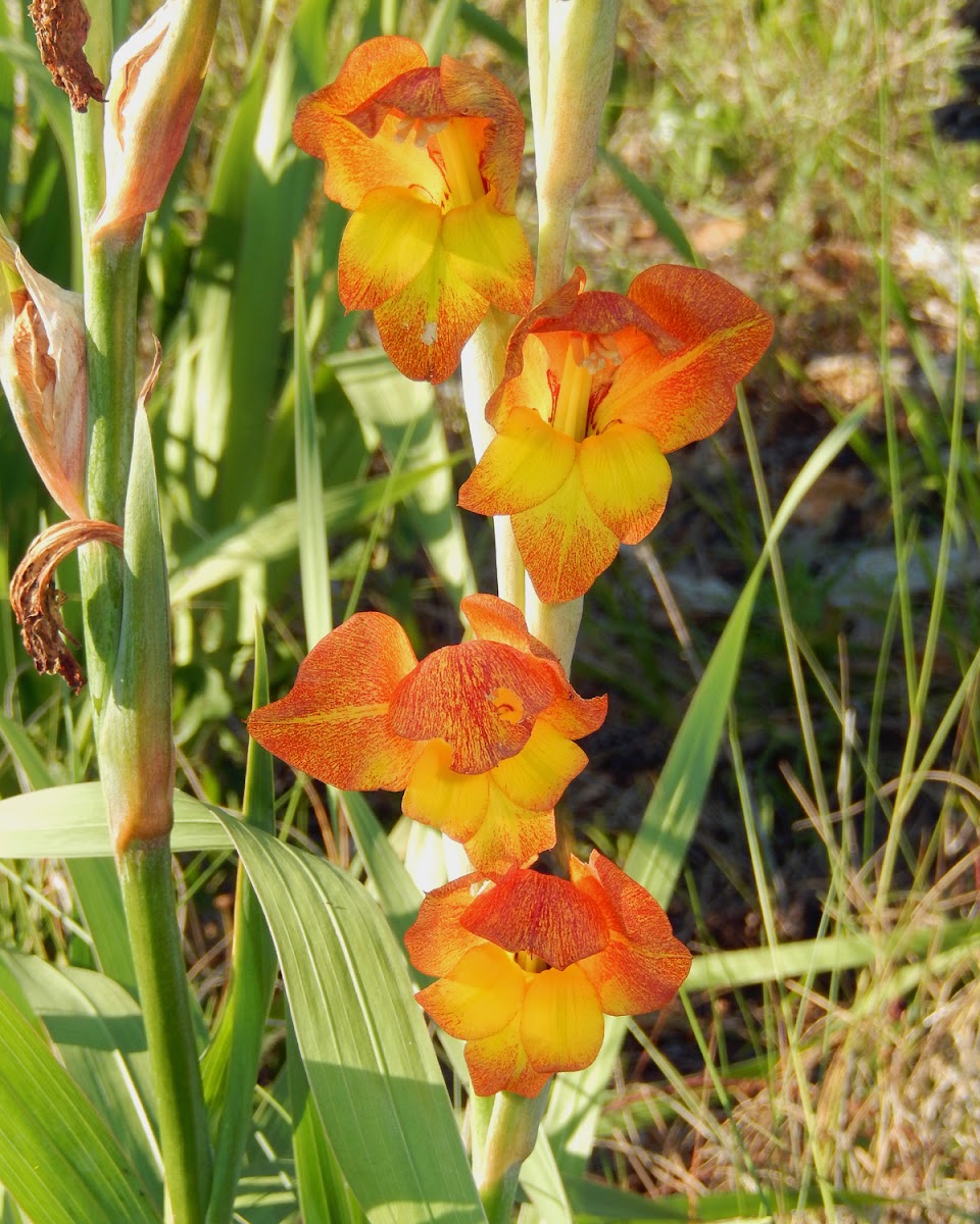 Gladiolus