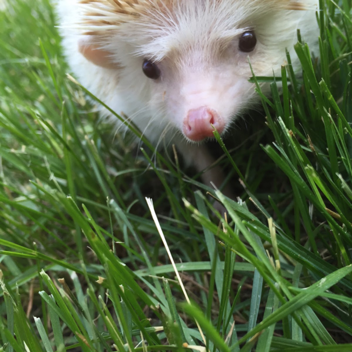 African Pygmy hedgehog