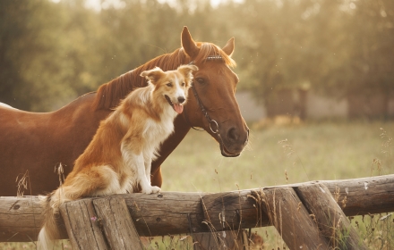 Dog and Horse small promo image