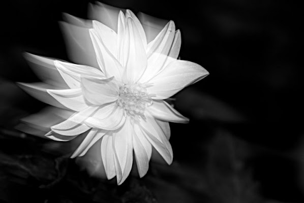 Panning Flowers di aesborg