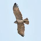 Short Toed Snake Eagle