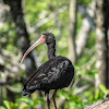 Cayenne ibis