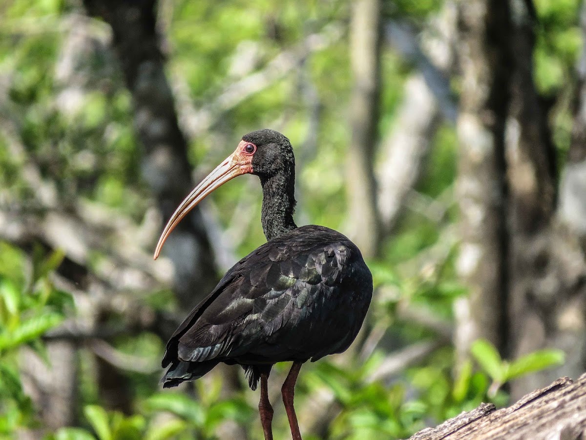 Cayenne ibis