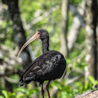 Cayenne ibis