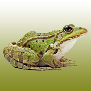 Frog sounds  Icon