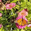 Monarch Butterfly