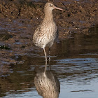 Curlew