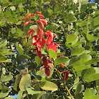 Ceibo, Árbol del coral, Flor de coral, Pico de gallo