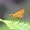 Grass Skipper