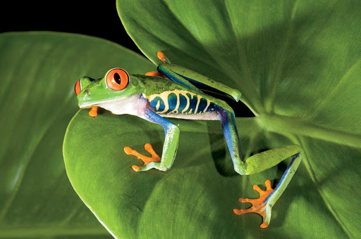 A rare tree frog spotted during a Panama Canal cruise. 