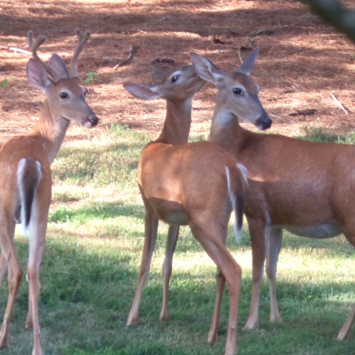 White-tailed Deer