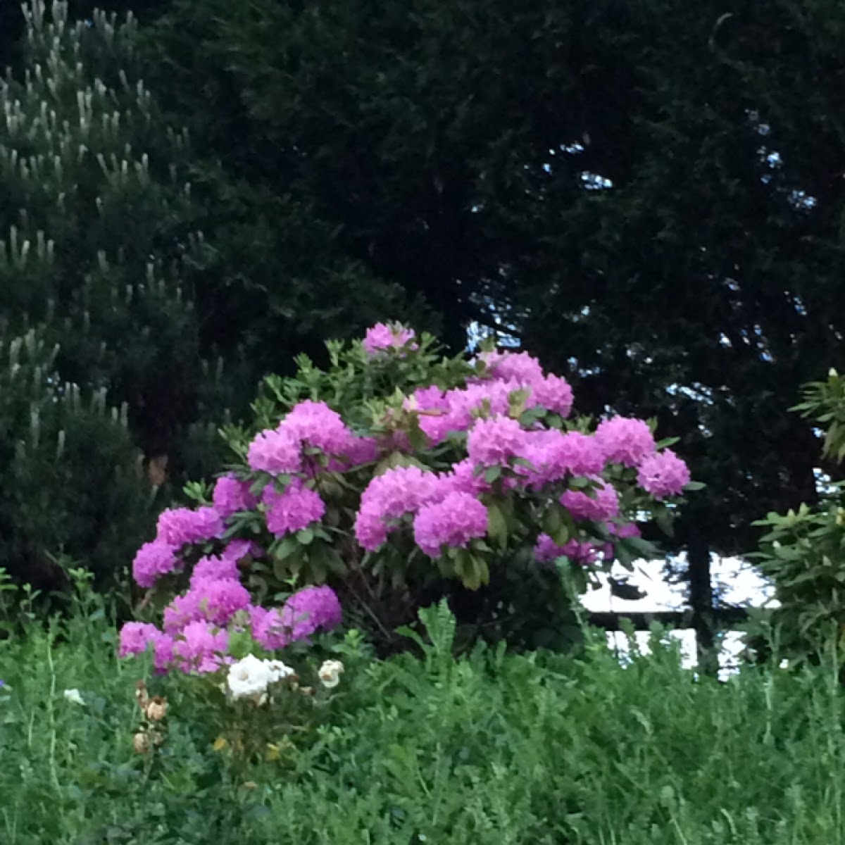 Rhodendum bush