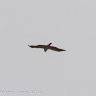 Booted Eagle; Aguila Calzada