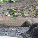 Mertens Water Monitor