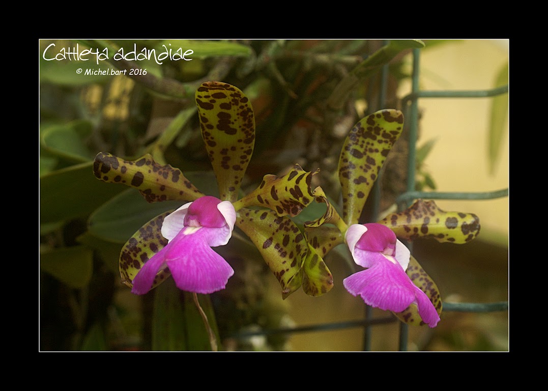 Cattleya aclandiae O46DMHxNmqprnYMnWgkSG7KZiNeV0zVQYTFtb8DLaXbQZaWU4OqL1x8e_GVs4SmZO6pmYxMtyUKtaw=w1366-h768-no