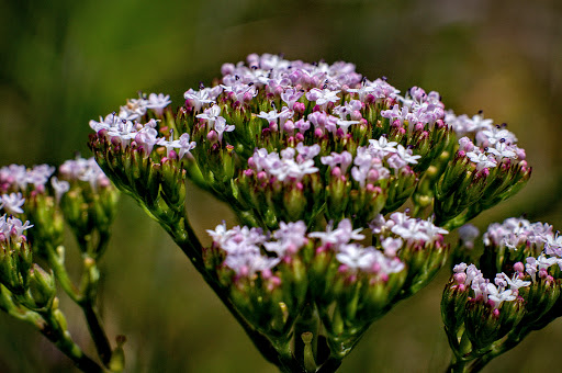 Centranthus calcitrapae