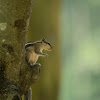 Indian palm squirrel