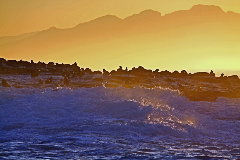 Luci dell'alba sull'isola delle otarie di simonpro