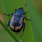 Shining Leaf Chafer