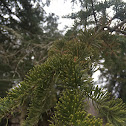 Eastern Hemlock