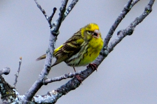 European Serin; Verdecillo