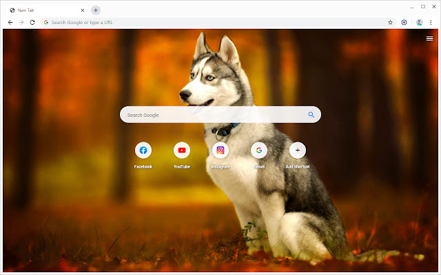 Husky Hund Hintergrundbilder Neuer Tab