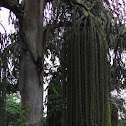 Solitary fishtail palm