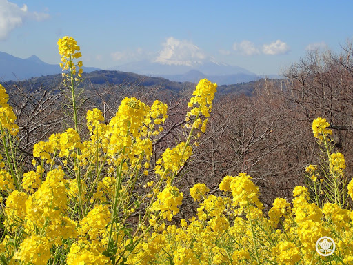 吾妻山公園