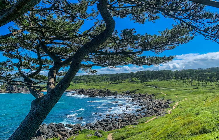 Looking out from the Yokonuma Viewpoint on the Michinoku Coastal Trail.