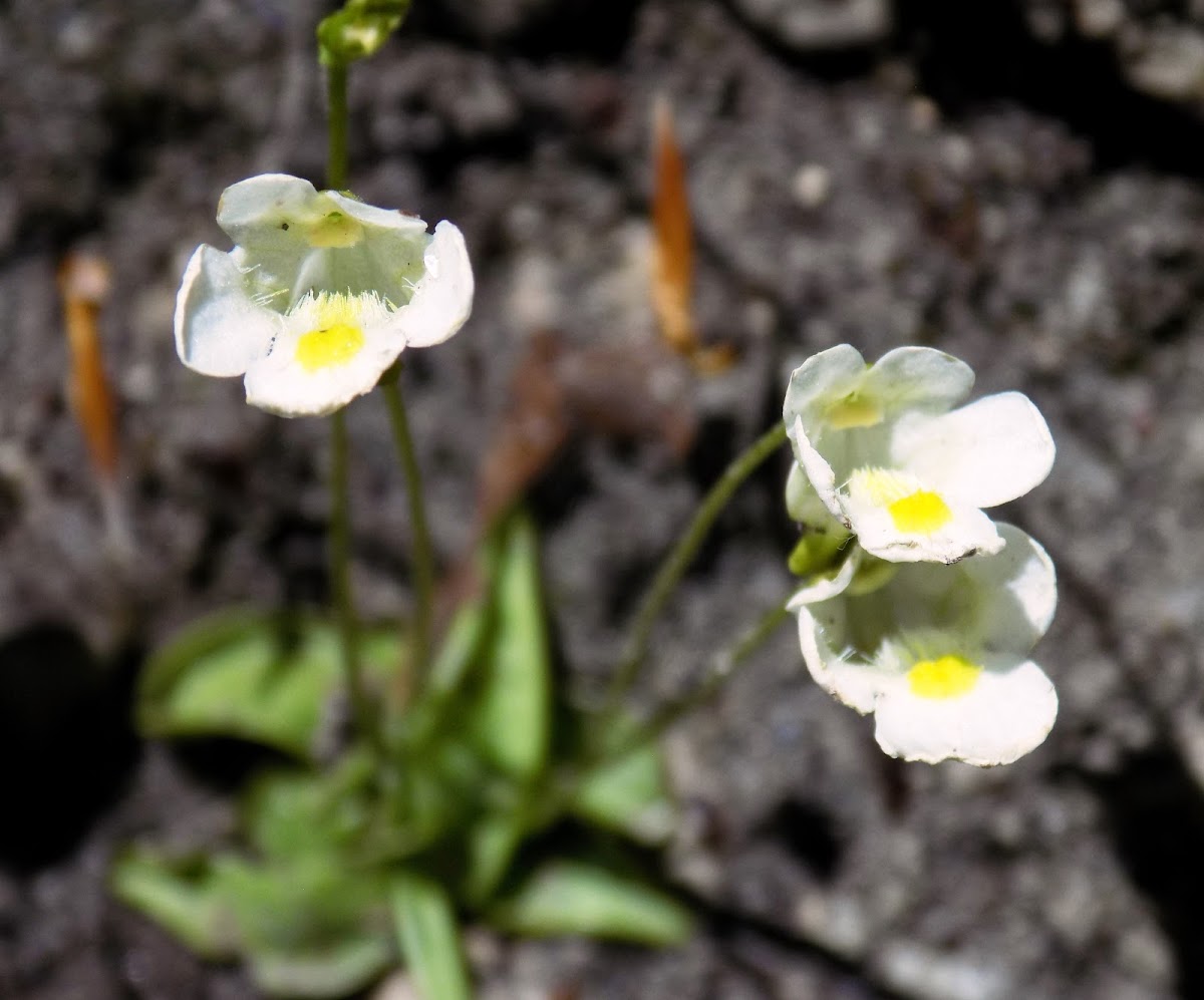 Alpine butterwort