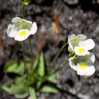 Alpine butterwort