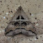 Cellar melipotis moth