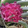 Rhynchostylis Orchid