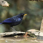 Blue Whistling Thrush