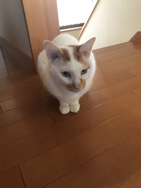 ミニ ハッチバックの愛猫紹介・CT愛猫部・1日1猫に関するカスタム事例の投稿画像2枚目