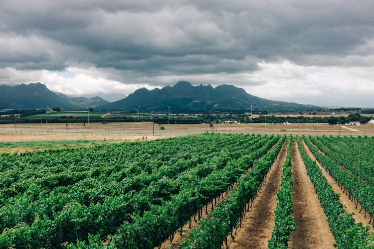 Vineyards in the Cape Winelands.