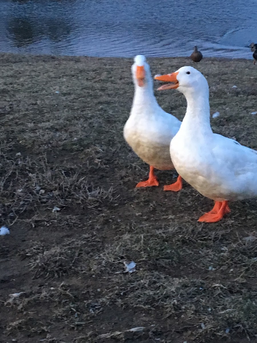 Snow goose