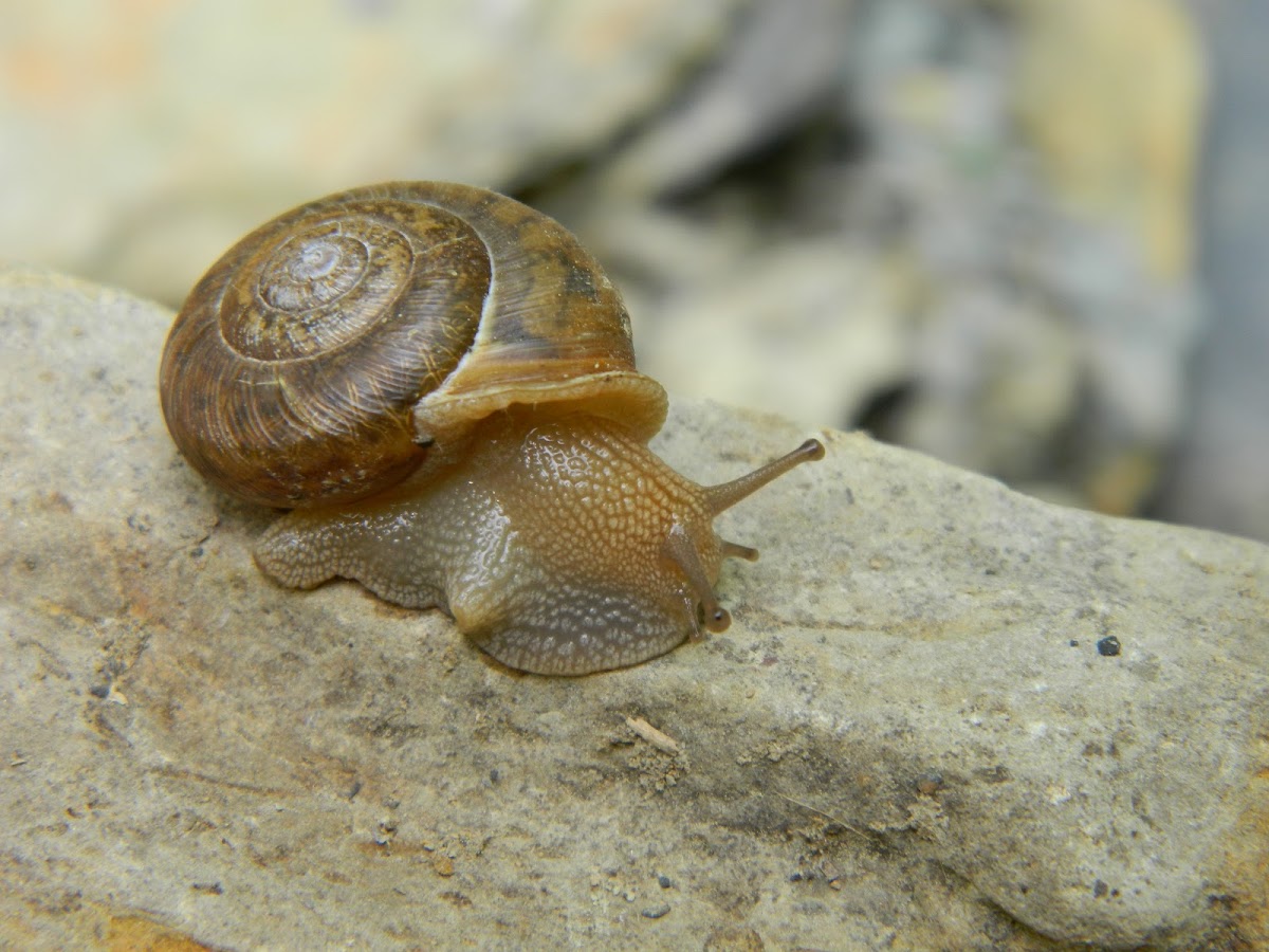 Terrestrial snail