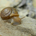 Terrestrial snail