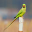 Parrot Wallpapers Theme New Tab