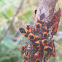 Large Milkweed Bug