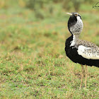 Bustard  -  Black-bellied Bustard