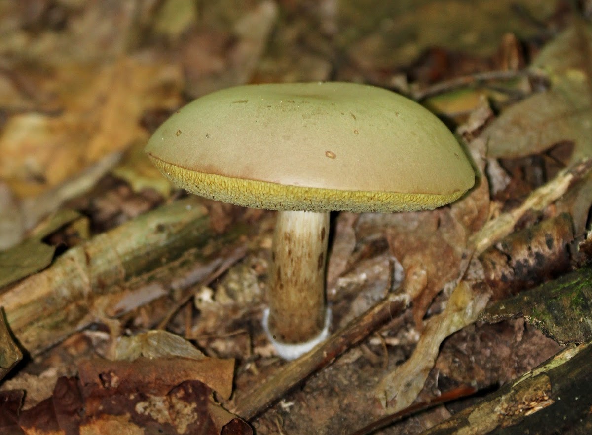 Pale Bolete