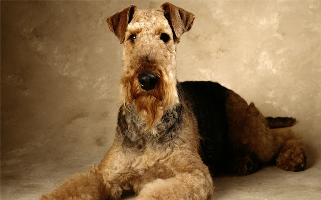 Lakeland Terrier Themes & New Tab